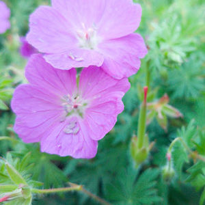 Meet your Posher, Sam